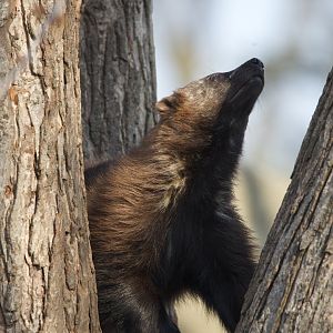 Wolverine/ Gulo gulo