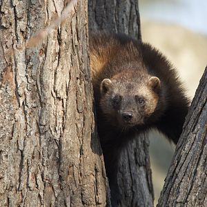 Wolverine/ Gulo gulo