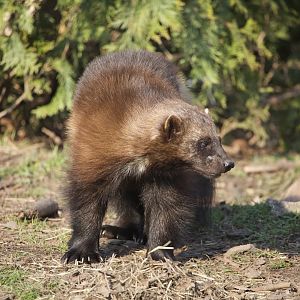 Wolverine/ Gulo gulo
