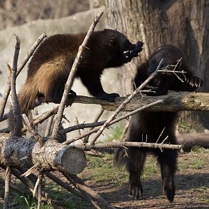 Wolverine/ Gulo gulo