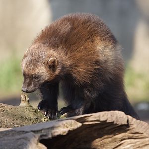 Wolverine/ Gulo gulo