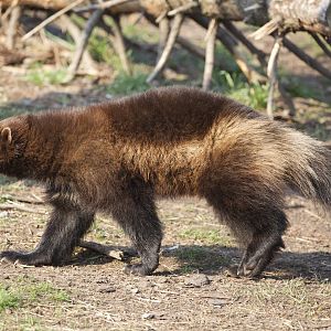 Wolverine/ Gulo gulo