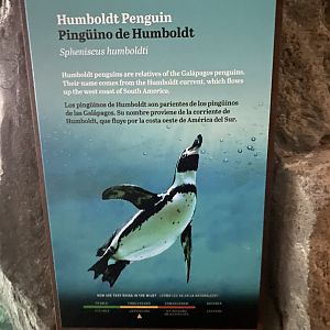Galápagos Islands- Humboldt Penguin Sign