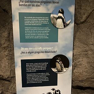 Galápagos Islands- Molting and Wing Band Sign