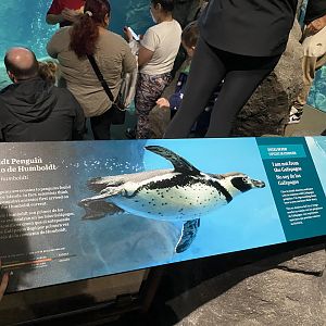 Galápagos Islands- Humboldt Penguin Sign