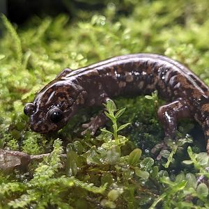 Tsurugi salamander (Hynobius tsurugiensis)