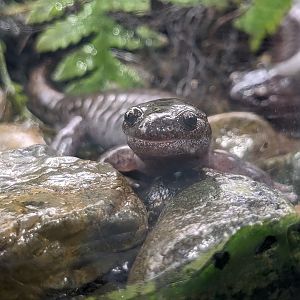 Highland Salamander (Hynobius utsunomiyaorum)