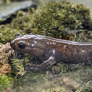 Japanese black salamander (Hynobius nigrescens)