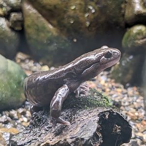 Ezo salamander (Hynobius retardatus)