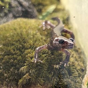 Mahoroba salamander (Hynobius guttatus)