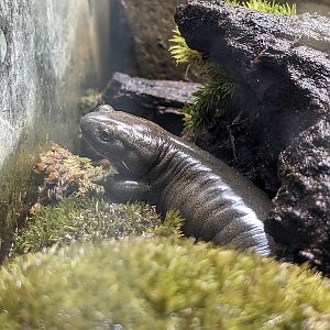 Oita salamander (Hynobius dunni)