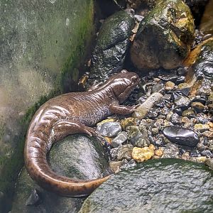 Abu salamander (Hynobius abuensis)
