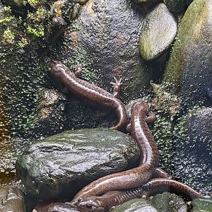 Tokyo salamander (Hynobius tokyoensis)