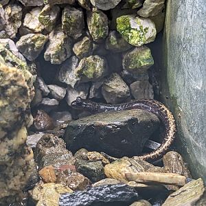 Bandai clawed salamander (Onychodactylus intermedius)