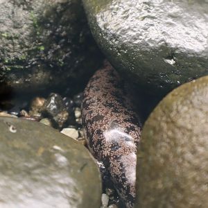 Spotted Salamander (Hynobius sematonotos)