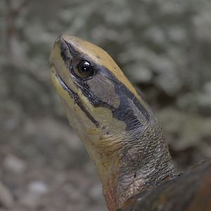 Golden coin turtle, head study