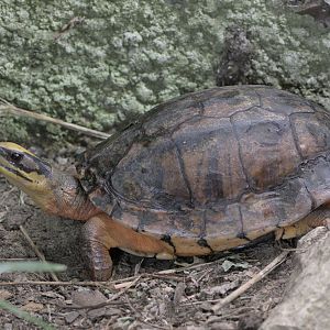 Golden coin turtle out of the water