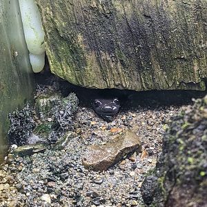 Isizuchi salamander （Hynobius hirosei）