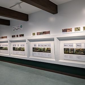 26 species of Japanese salamanders