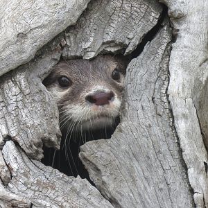 Short Clawed Otter (Aonyx cinereus)