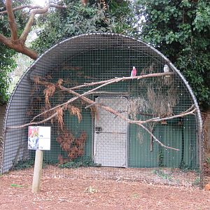 Galah Aviary