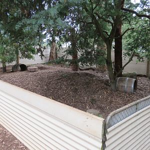 Wombat Enclosure