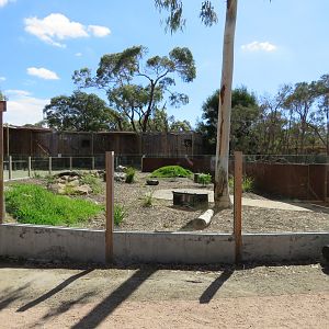 Echidna and Greater Bilby Mixed Habitat