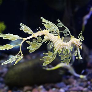 Leafy Seadragon (Phycodurus eques)