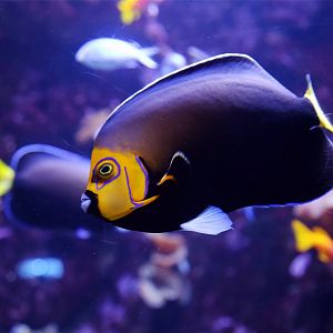 Conspicuous Angelfish (Chaetodontoplus conspicillatus)