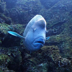 Humphead Wrasse