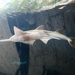 Freshwater Sawfish (Pristis microdon)