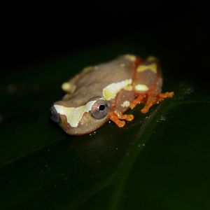 Shreve's sarayacu treefrog (Dendropsophus sarayacuensis)