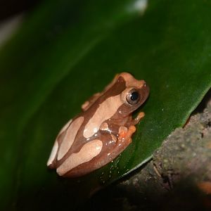 Beireis' treefrog (Dendropsophus leucophyllatus)