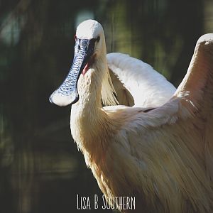 European Spoonbill