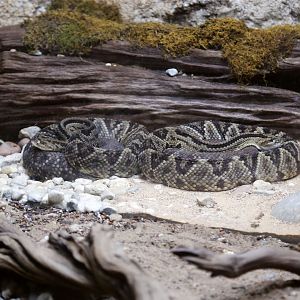 Central American Rattlesnake (Crotalus simus)