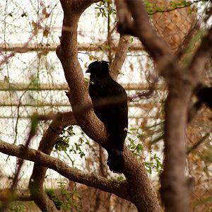 Black Hawk-eagle (Spizaetus tyrannus)