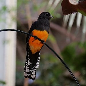 Green-backed Trogon (Trogon viridis)