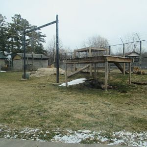 African Lion Exhibit - 4/8/23