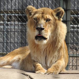 African Lioness Ajia - 4/8/23