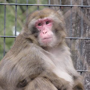 Snow Monkey - 4/8/23