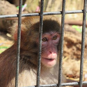 Young Snow Monkey Tatsu - 4/8/23