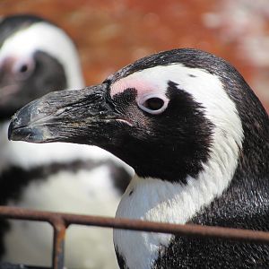 African Penguin - 4/8/23