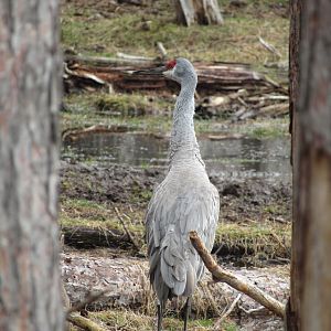 Sandhill Crane - 4/8/23