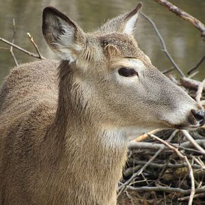 White-tailed Deer - 4/8/23