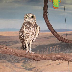 Burrowing Owl - 4/8/23