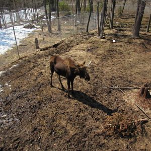 Alaskan Moose - 4/8/23