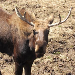 Alaskan Moose Murphy