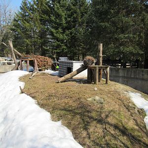 North American Porcupine Exhibit - 4/8/23