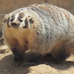 American Badger Bucky - 4/8/23