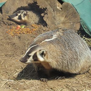 American Badgers - 4/8/23